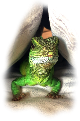 Jade Dragon